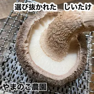 椎茸屋 やまのこ農園