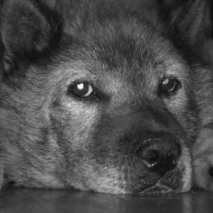 ミナペルホネン　etude 刺繍　花柄　カシミヤ　ウール　ハイネック　ニット ミナペルホネン etude 刺繍 花柄 カシミヤ ウール ハイネック