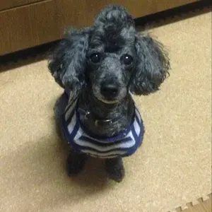 UT models 1/18 シボレー カプリス NYC タクシー 未開封 - メルカリ