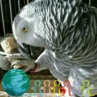 ボシュロム14倍ルーペ - メルカリ