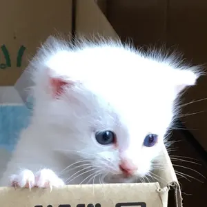 シボレーエクスプレス　純正テールライト　左右セット　2005年式 シボレー エクスプレス 左右セット テールランプ 純正 - メルカリ