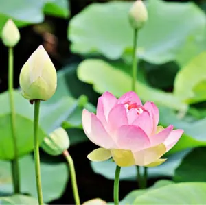 美品】3個セット ストットピラティス ミニスタビリティボール スモール