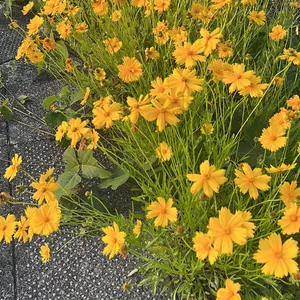 ナツメのゲンガーLV.39 ☆ ジム拡張第2弾 闇からの挑戦 1枚の価格