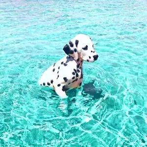 ダウンタウン 浜田 ガチャ 6点セット Amazon | ダウンタウンのガキの使いやあらへんで！ 笑っては