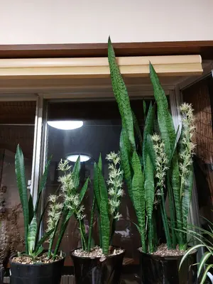7 English フレーズ記憶法 CDセット - メルカリ