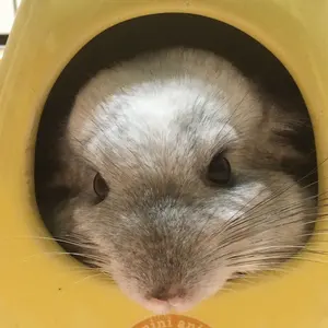 ハイドン