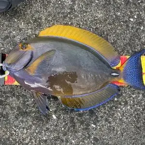 イオナズン