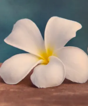 NEW⭐️最強エイジングケアセット⭐️《新品箱なし》シャンソン化粧品