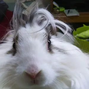 Iris & Sleek ホメオパシーゲル 500ml - メルカリ