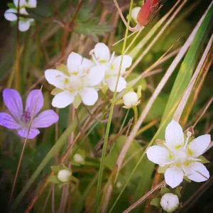 モリハナエ ウールジャケット ネイビー ブルー ツィードジャケット 40