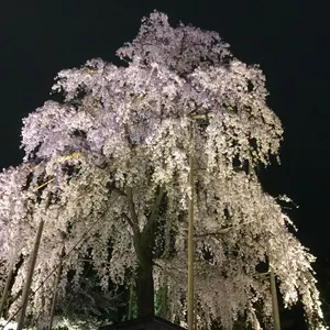 未使用Lenoxクリスマスプレート、ナプキンリングセット - メルカリ