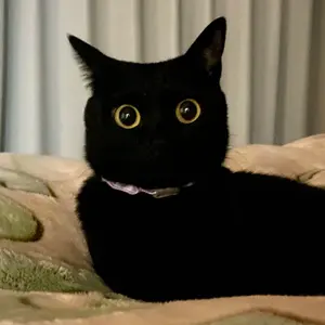 あんみつ様　miniあみぐるみ　猫だるまと犬だるま あみぐるみ 花の鉢植え 黄色 あみぐるみ