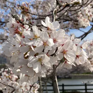 あさぎ【断捨離中】