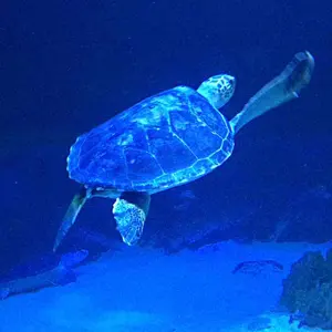 人気 オレンジ瓦チップ 土囊20kg 洋風ガーデニング 雑草防草レンガ