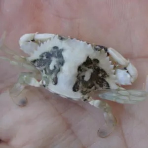 希少生物！？ 蟹 カニ 剥製 標本 カワリヒシガニ ヒシガニ系 甲殻類