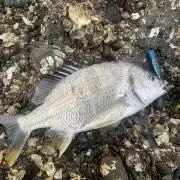 ☆新品・未使用☆ヤマガブランクス ブルースナイパー 95MMH 廃盤