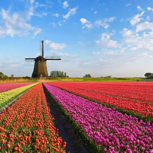 シャネル大図鑑 ALL CHANEL全43アイテム シャネル大図鑑 ALL CHANEL全43アイテム 即決 CHANEL シャネル