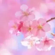 yoriスカラップヘムフレアトリコットカットソー ホワイト yori スカラップヘムフレアトリコットカットソー - メルカリ