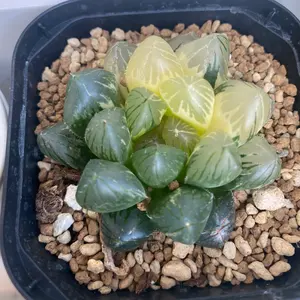 多肉植物 バイオレットクイーン 2つ センペルビウム - メルカリ