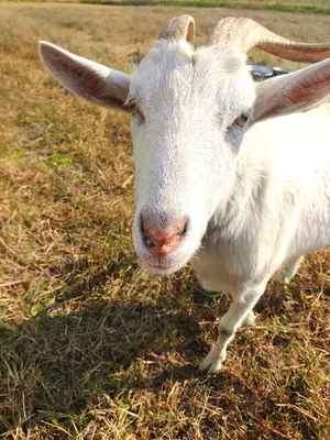 鳥取県産 土ネギ「夏若葱」20kg 白ネギ 長ネギ - メルカリ