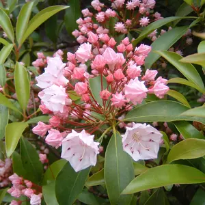 華道 池坊 花器 吊り下げ台 200㎝ ⓶ポール (⓵⓶セットで購入して