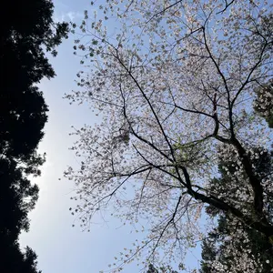 mtg モダン オルゾフブリンク foil多数 フルアート多数 デッキ - メルカリ