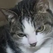 2022年度☆ブンブンどりむ グングン上達コース4月〜12月 - メルカリ