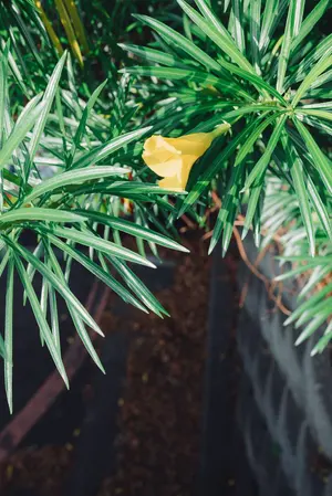 茶心】8153 7D／92年レッドウィングブラッククロームコ