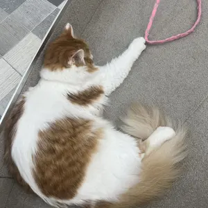 うんたねこ きよらかバスマット 7周年生誕祭 - メルカリ