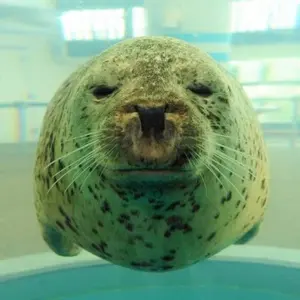 フエラムネ（プロフィールお読みください）