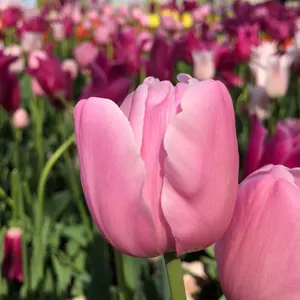 ト*き様 リザードンex SAR ARS9 - メルカリ