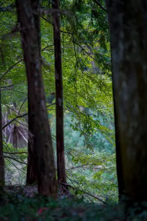 正規品 ロンハーマン RHC ボーロン ムートンクッション