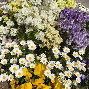 Eliphas Levi サイン入りポラロイド写真 - メルカリ