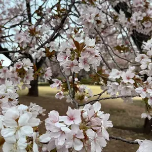 ジャンク ダンヒル ROOT BRIAR ルートブライヤー 4109 - メルカリ