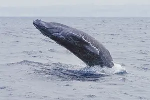 剛樹ABAS MR17（ブルー）中古 2025年最新】Yahoo!オークション -剛樹 竿(その他)の中古品・新品・未