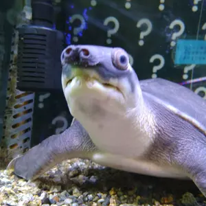 講座 美学 AESTHETICA 全5巻セット 今道友信 東京大学出版会 - メルカリ