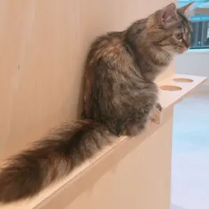 AKB48 大丸 衣装展 ガチャ 衣装生地 シュシュ 白リボン AKB48 大丸 衣装展 ガチャ 衣装生地 シュシュ 白リボン AKB48