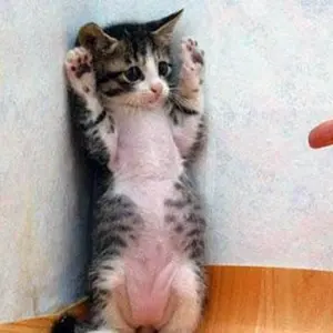 その他 Psa10 New Horizon cold foil Psa10 New Horizon cold foil - メルカリ