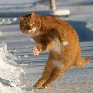 CONFECT ピケストライプ オーバーダイ カバーオール【美品】 - メルカリ