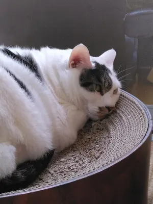 工房　輪葉葉　招き猫　湯布院　着ぐるみ猫　サイン入り　A058 工房 輪葉葉 招き猫 湯布院 着ぐるみ猫 サイン入り A058 - メルカリ
