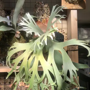 willinckii #1 mr.kai dwarf ビカクシダ　脇芽大きめ willinckii #1 mr.kai dwarf ビカクシダ - メルカリ