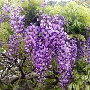 熊野市 限定 伊佐木要 凪あす 凪のあすから 三重県 ランダム 缶バッジ