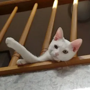 すず