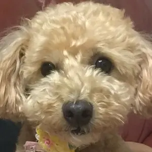 パチスロ 攻略マガジン 小役カウンター 希少品 入手困難 説明書