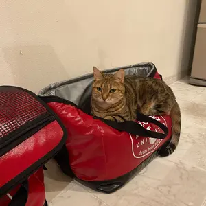 アニミューン 14g 犬・猫用サプリメント HACHI - メルカリ