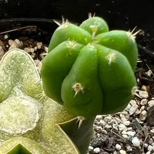 日本を喰いつくす寄生虫 特殊法人・公益法人を全廃せよ! - メルカリ