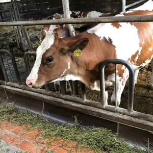 焼きそばパンナ