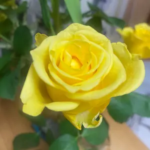 ザ マイラ】プランタハーモニー サミットクリーム 3本セット【医薬部外