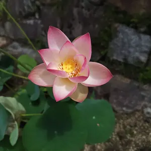 古朝日焼、胴紐筒茶碗(元箱、元仕覆残欠、筒み古布付) - メルカリ