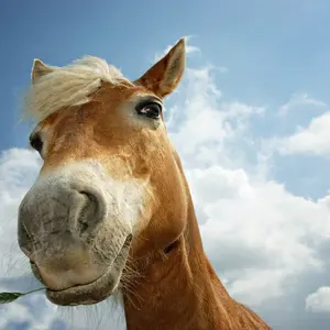 Navajo L.gerry作 ブローチ馬モチーフSterlingSilver Navajo L.gerry作 ブローチ馬モチーフSterlingSilver